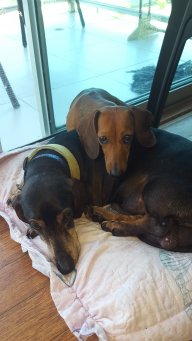 fepazcienciainquisición