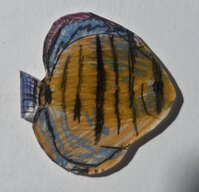 Benito discus